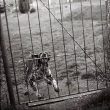 Dogville